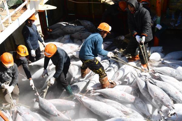 415吨远洋捕捞金枪鱼经深圳大鹏海关快速通关入境(2)