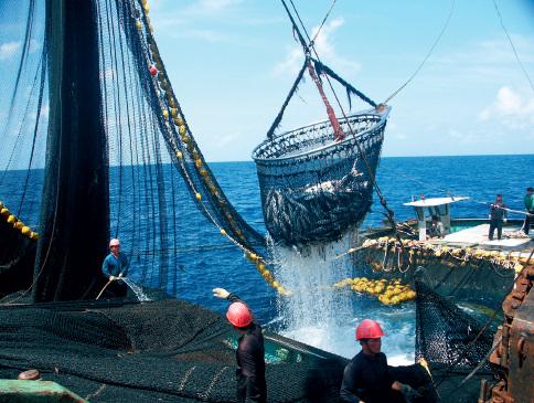 中西太平洋大型金枪鱼围网捕捞场景