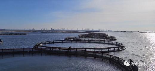 海水鱼体系关于广西钦州市金鲳鱼养殖区“白点病”的调研简报