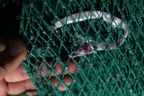 东海渔业资源濒临枯竭 中国渔民赴远洋也搞"灭绝性捕捞"(图)