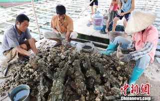 中国大蚝之乡 广西钦州发展特色海水养殖