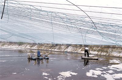 海水养殖中的南美白对虾 提质增效如何觅新途